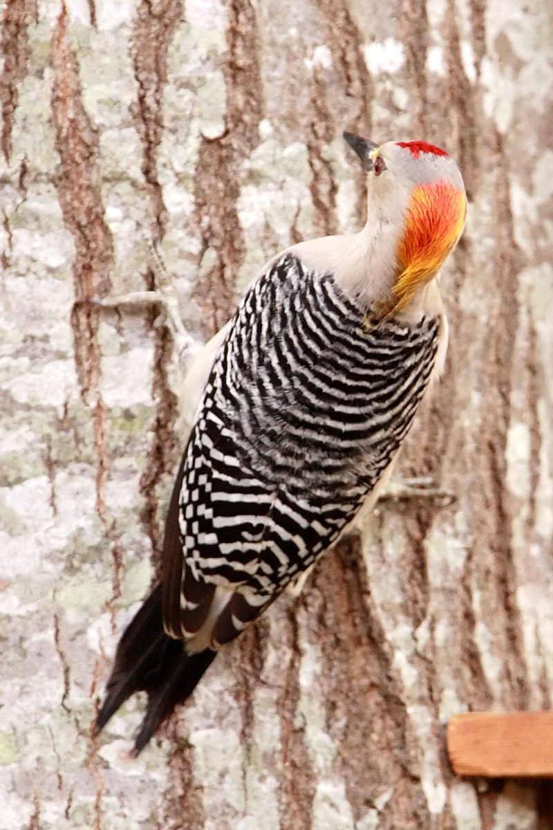 Woodpecker Head Feathers Detailed Photograph