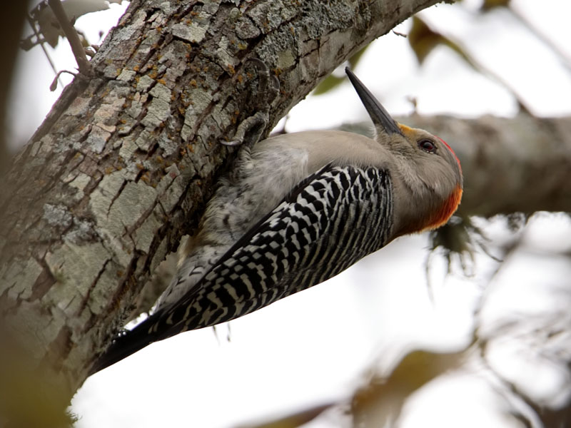Woodpecker Pecan Photo from Bob's Backyard