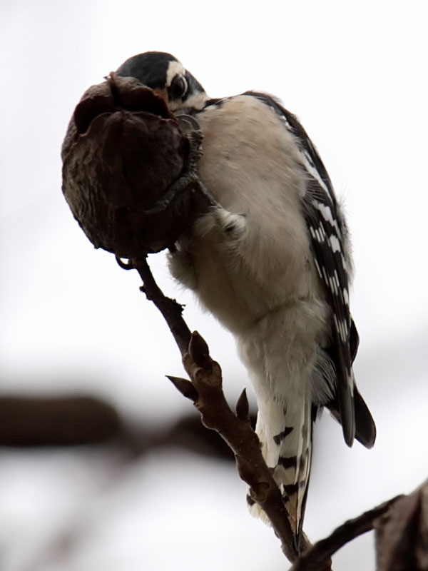 Woodpecker Harvesting a Pecan Photograph from